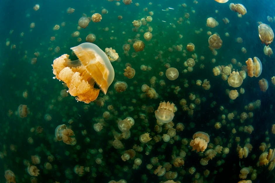 Meduze