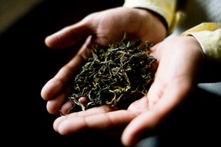 Ceny herbaty, kakao i cukru osiągnęły rekordowe poziomy