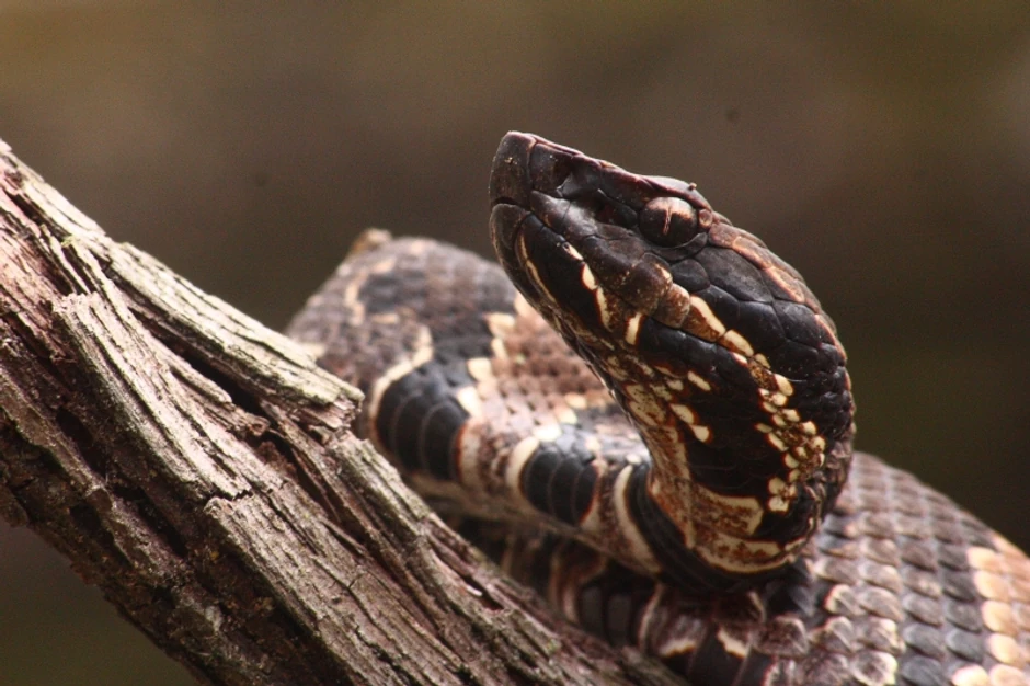 Iako izgledaju opasno, uglavnom to i nisu