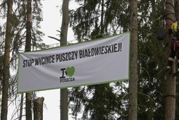 Puszcza Białowieska Protest ekologów z Greenpeace i fundacji Dzika Polska