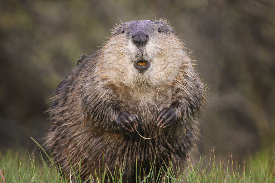 Jorn Vangoidtsenhoven, "Flossing Beaver"