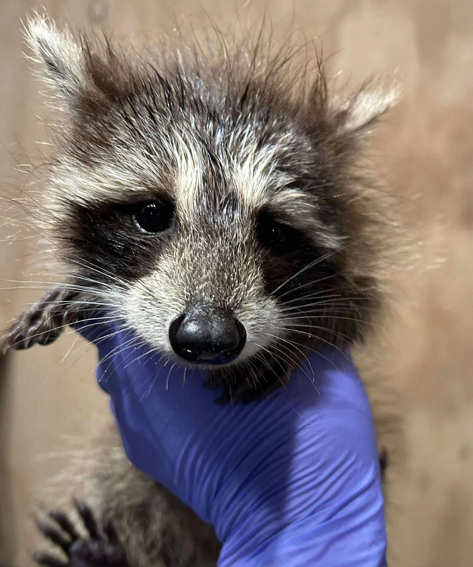 Pronađen pokisli i uplašeni rakun