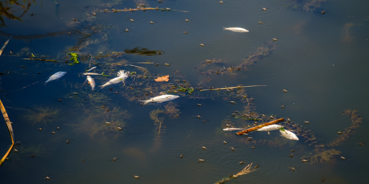 MKiŚ: W Kanale Gliwickim 10 czerwca zebrano ponad 450 kg śniętych ryb - zdj ilustracyjne.