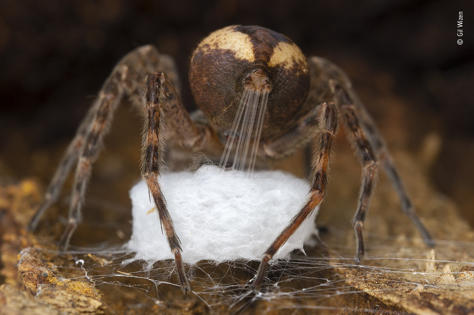  Zwycięzcy Wildlife Photographer of the Year 2021