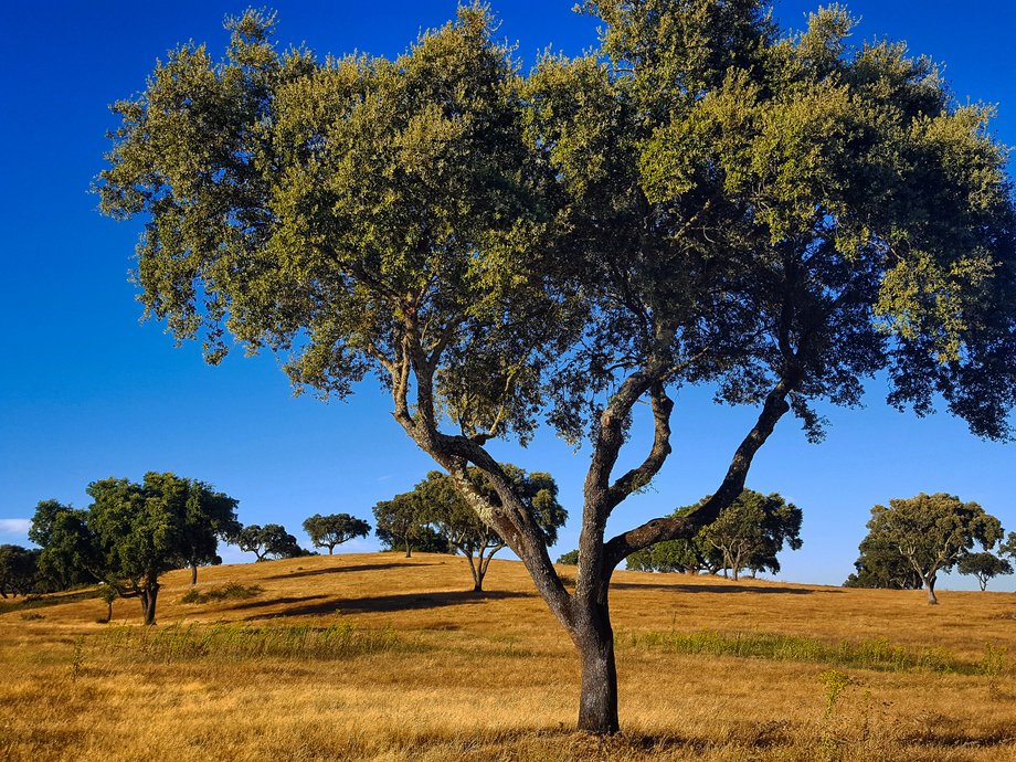 Alentejo – nieodkryty region Portugalii