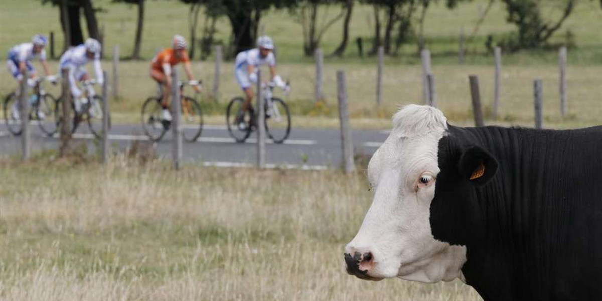 Młody austriacki kolarz pomylił trasę przez krowę