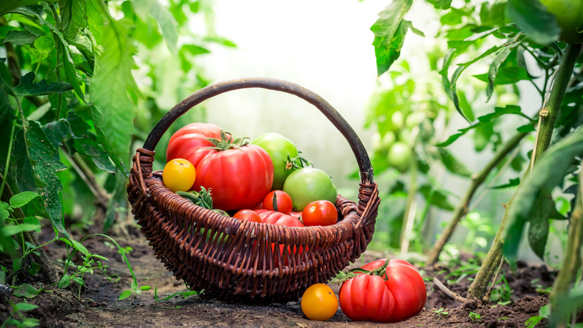 Pomidory w słoiku — przepis na zimowe przetwory