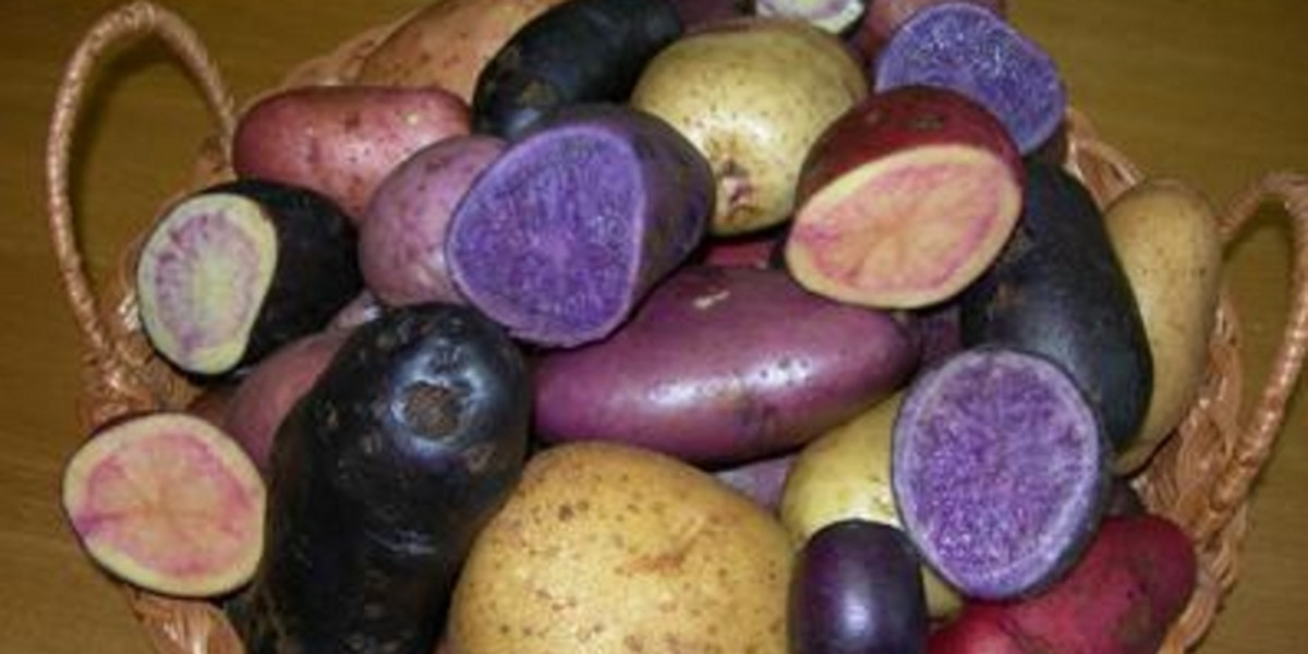 Białoruscy naukowcy wynaleźli kolorowe ziemniaki!