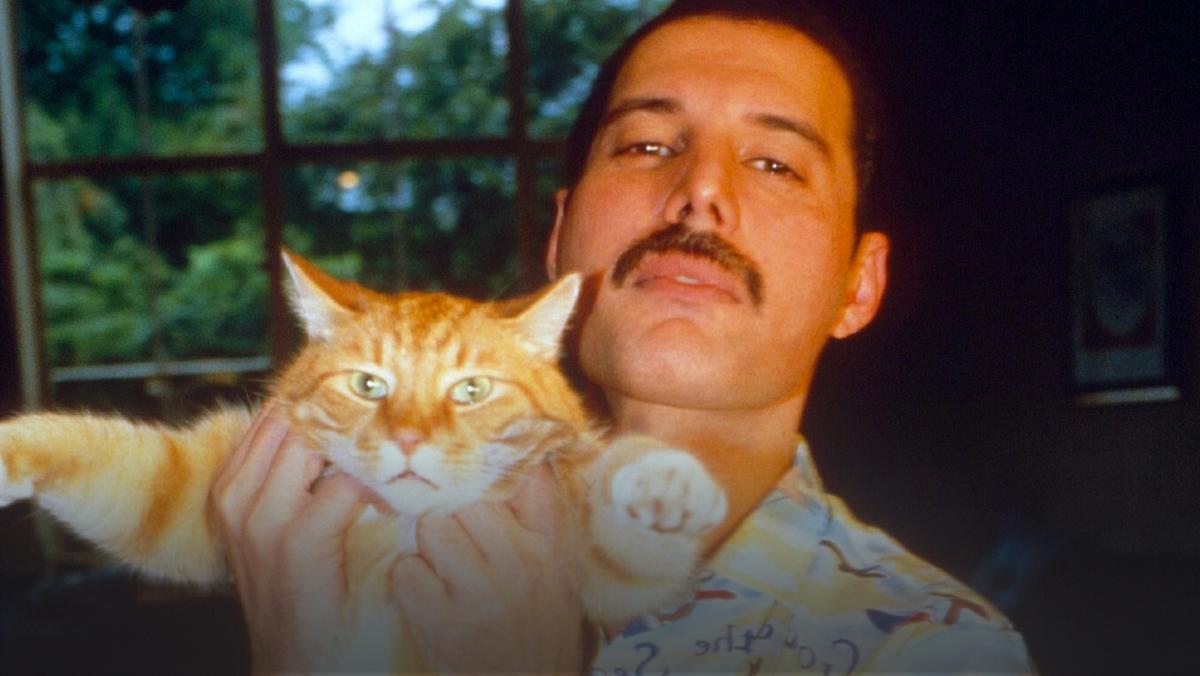 Sławni właściciele kotów: Freddie Mercury