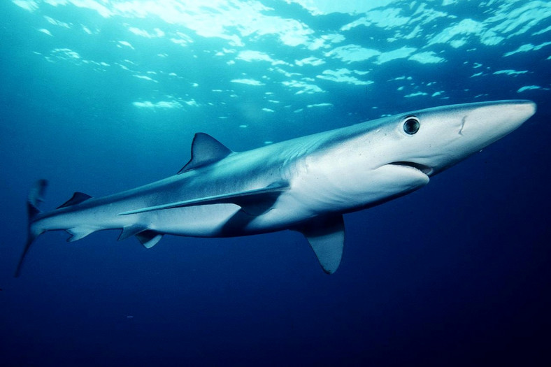 Żarłacz błękitny to najczęściej widziany ostatnio gatunek rekina