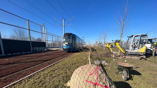 Potężne drzewa sadzone są na ulicy Kosmonautów