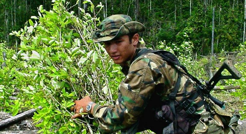 A Colombian anti-narcotics soldier removes bushes of coca leaf in Barbacoas, southern Colombia, in 2001