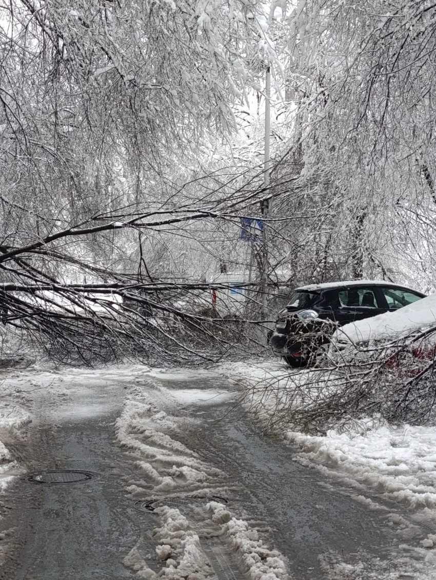 Palo drvo u 28 bloku