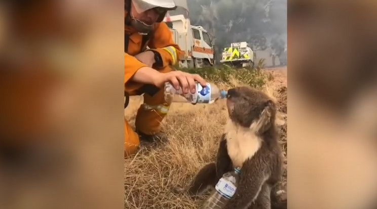 A koalák populációja már a tüzek előtt is csökkenni kezdtek, a pusztítások során mintegy 60 ezren vesztették életüket /Fotó: YouTube/