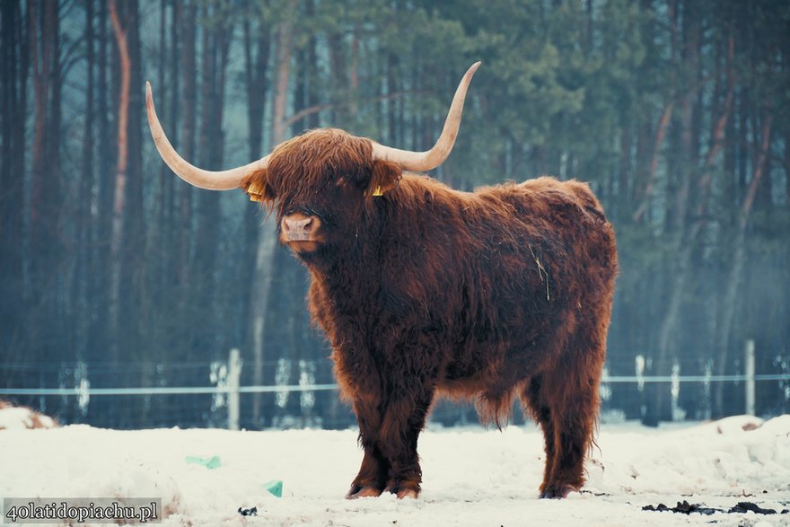 Highland Cattle