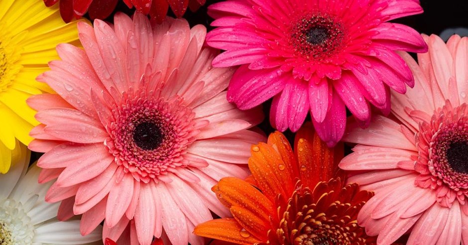 Gerbera