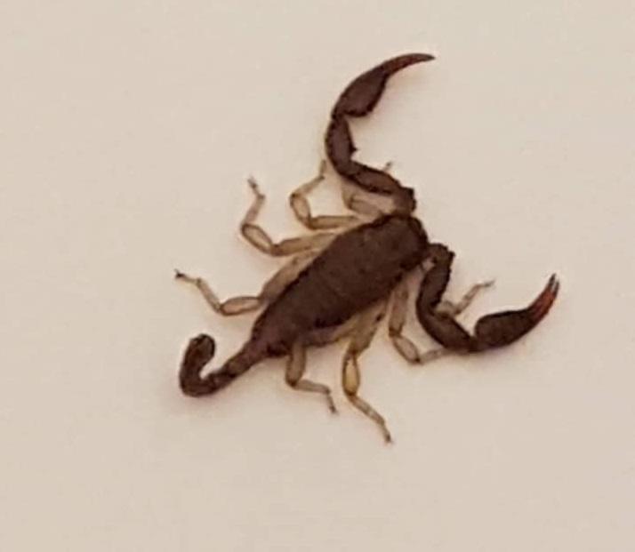 A négycentis mezei skorpiót a poggyászban hozták haza