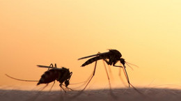 Dwa razy mniej ludzi umiera na malarię niż w 2000 r.