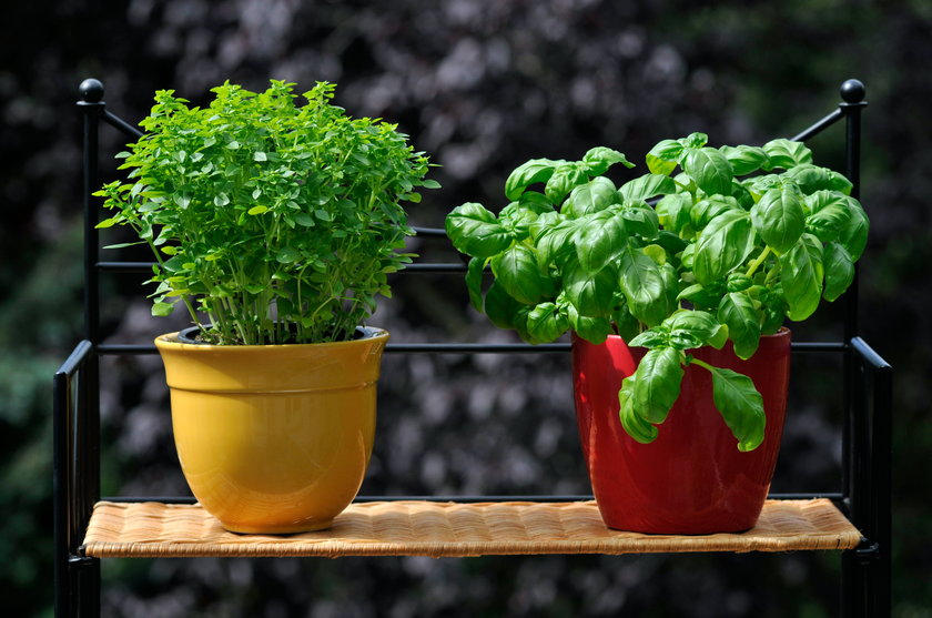 Zioła, które hodujesz w kuchni czy na balkonie mogą posłużyć ci jako składniki do domowej maseczki czy wywaru