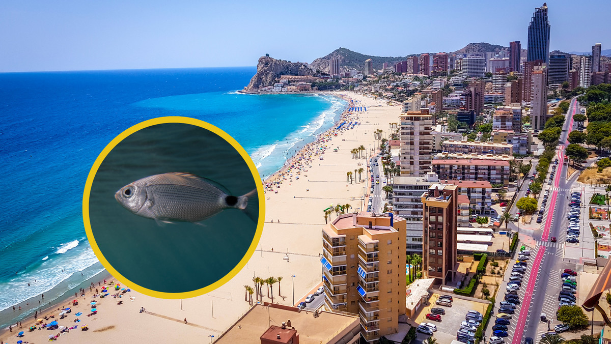 Alicante. Ryby atakują turystów. Kilkanaście ukąszeń dziennie
