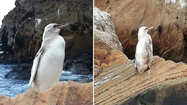 Pingwin biały na Galapagos - to niezwykle rzadki gatunek