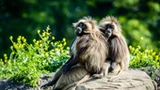 Burza wokół niemieckiego zoo. Protesty po uśmierceniu zdrowych zwierząt