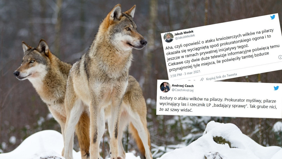 Skandal wokół sprawy wilków, które zaatakowały pilarzy. Prokurator myśliwym