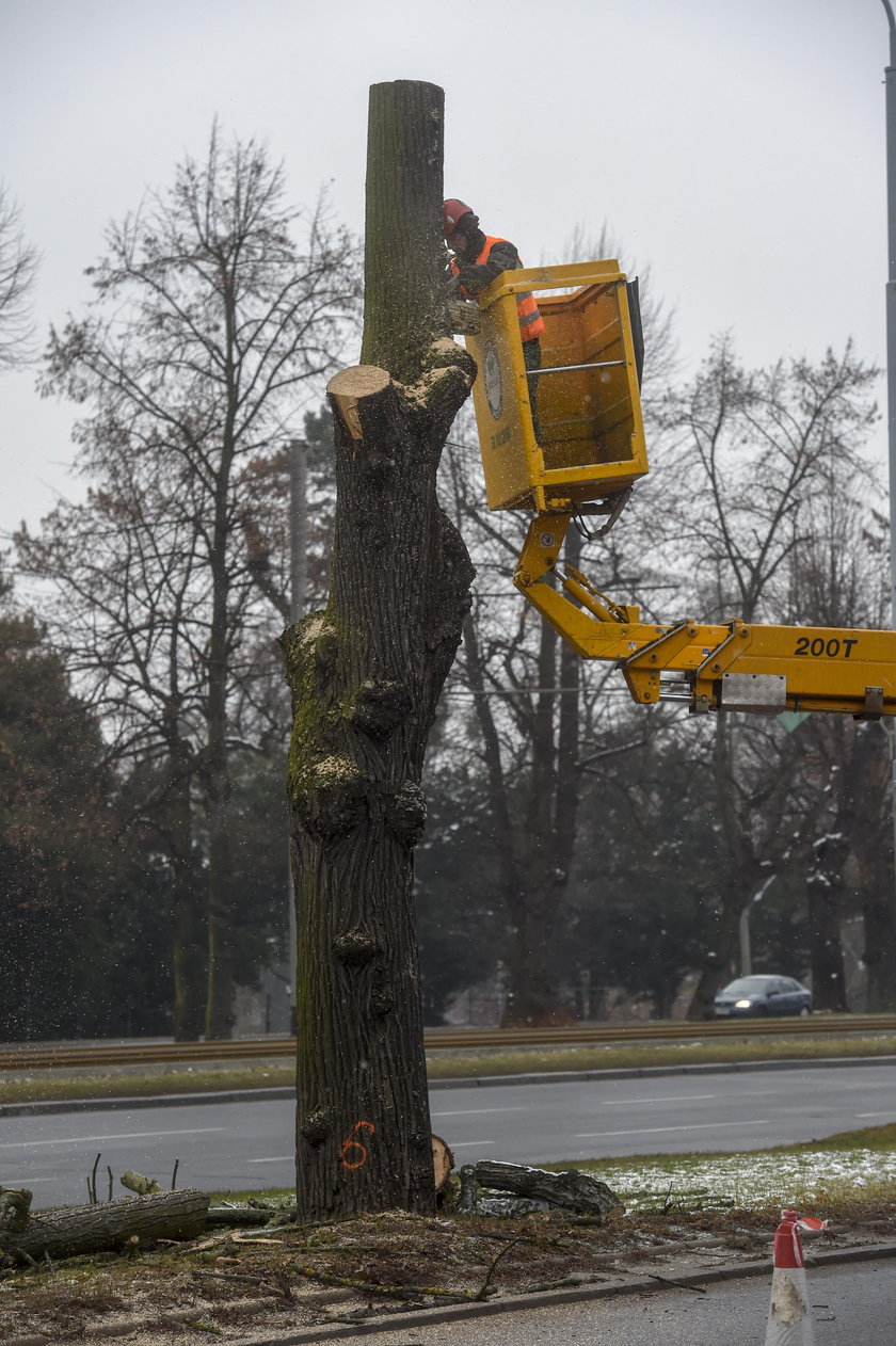 W Alei Lipowej w Gdańsku ruszyła wycinka 19 obumarłych drzew