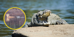 Zamiast go zjeść, krokodyle uratowały psu życie. I to na oczach zszokowanych naukowców