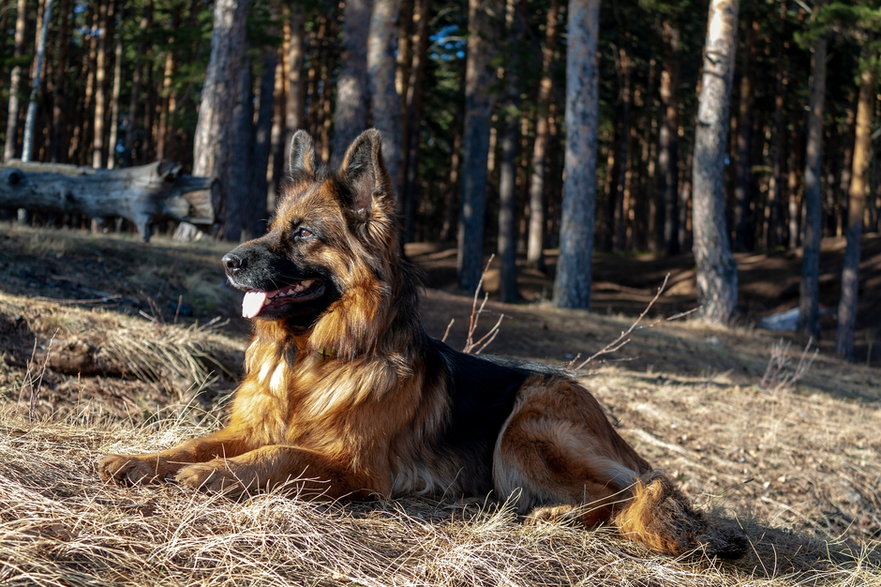Owczarek niemiecki sprawdza się w roli stróża i psa rodzinnego - Natalia---S/pixabay.com