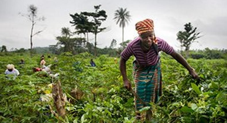 ___4872699___https:______static.pulse.com.gh___webservice___escenic___binary___4872699___2016___4___2___12___Women-In-Farming-Ghana