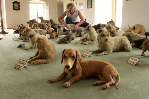 Największa kolekcja wypchanych psów