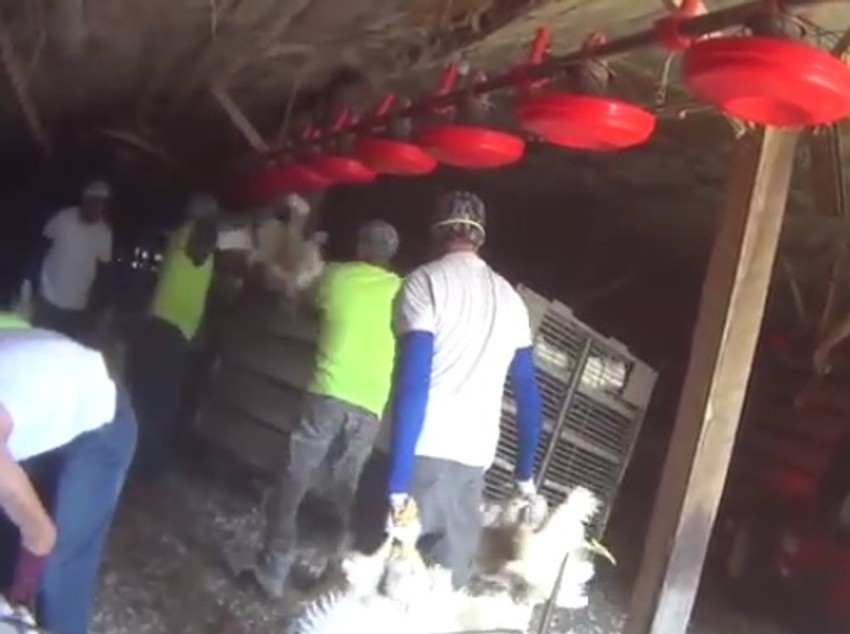 Okrutnost prema pilićima