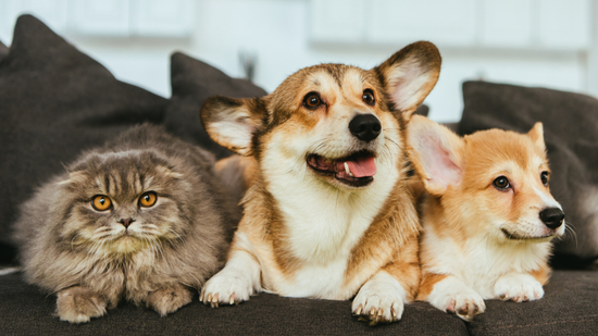 Albérletet keresel házikedvenccel? Ezért utasítanak el sokan már az első körben