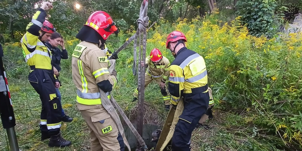 Zabrze. Koń utknął w studzience kanalizacyjnej. 