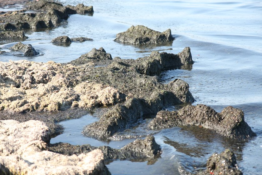 Na plaży w Sopocie pojawiły się wodorosty