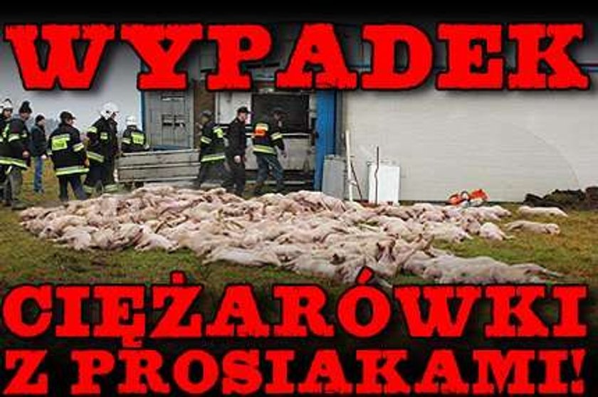 Wypadek ciężarówki z prosiakami!