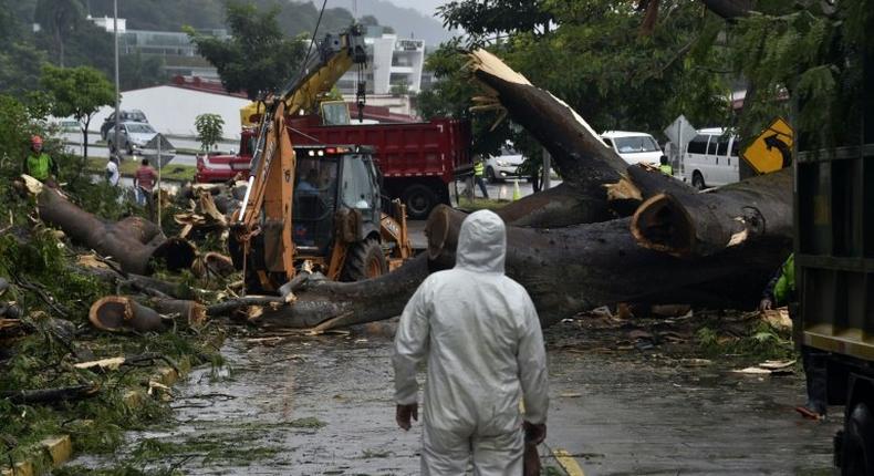 Workers cut a tree that killed a boy when it fell during heavy weather caused by Hurricane Otto in Panama City on November 22, 2016