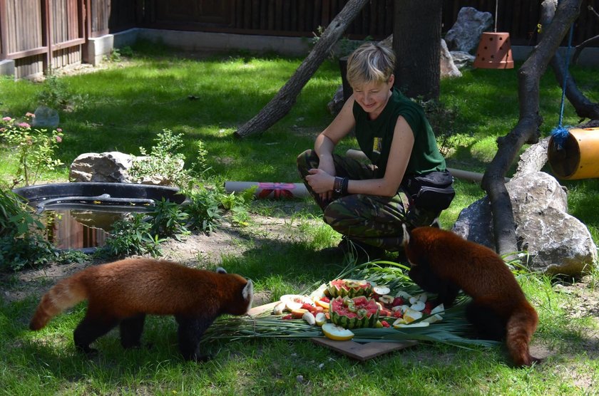 Aki, Toshi i Nori – trzej bracia z gatunku pandy rudej obchodzili pod koniec czerwca urodziny