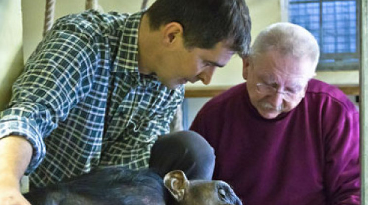 Csimpánzok családfáját kutatják