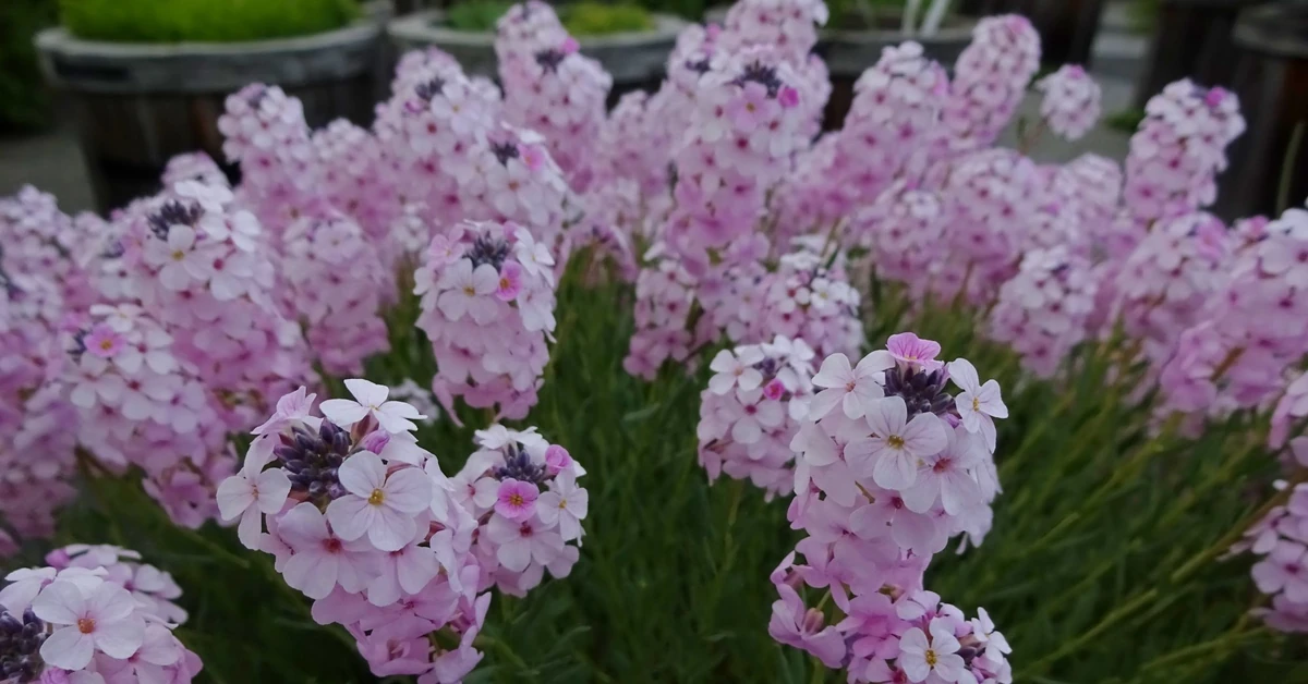 Ten kwiat urośnie choćby na nieurodzajnej, suchej glebie i żwirze. Zobacz galerię zdjęć