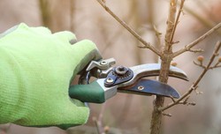 Przytnij je w lutym. Wiosną obsypią się kwiatami