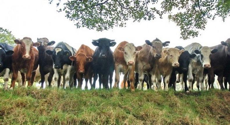 Police recover 94 cows, 45 sheeps from rustlers in Kaduna