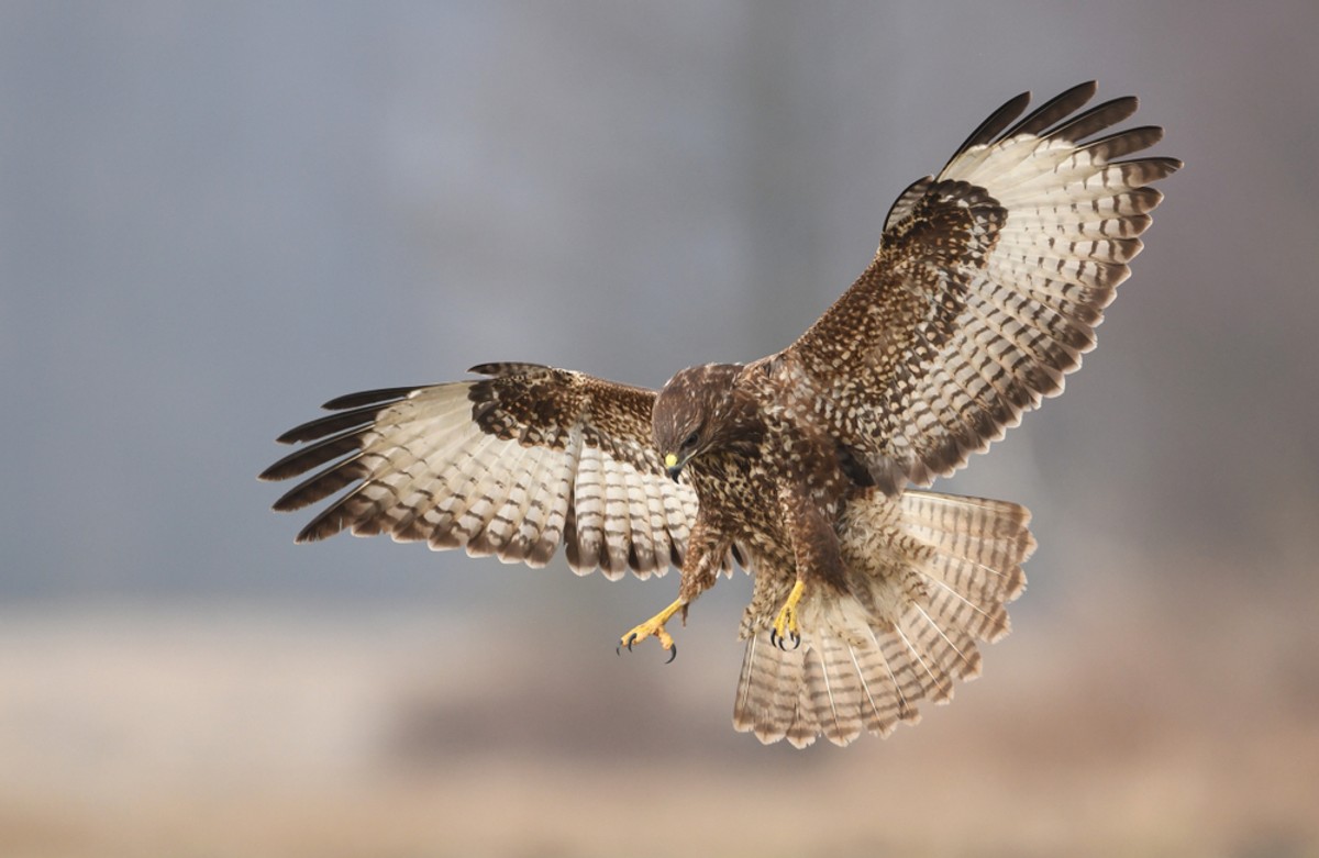 Myszołów zwyczajny (Buteo buteo)