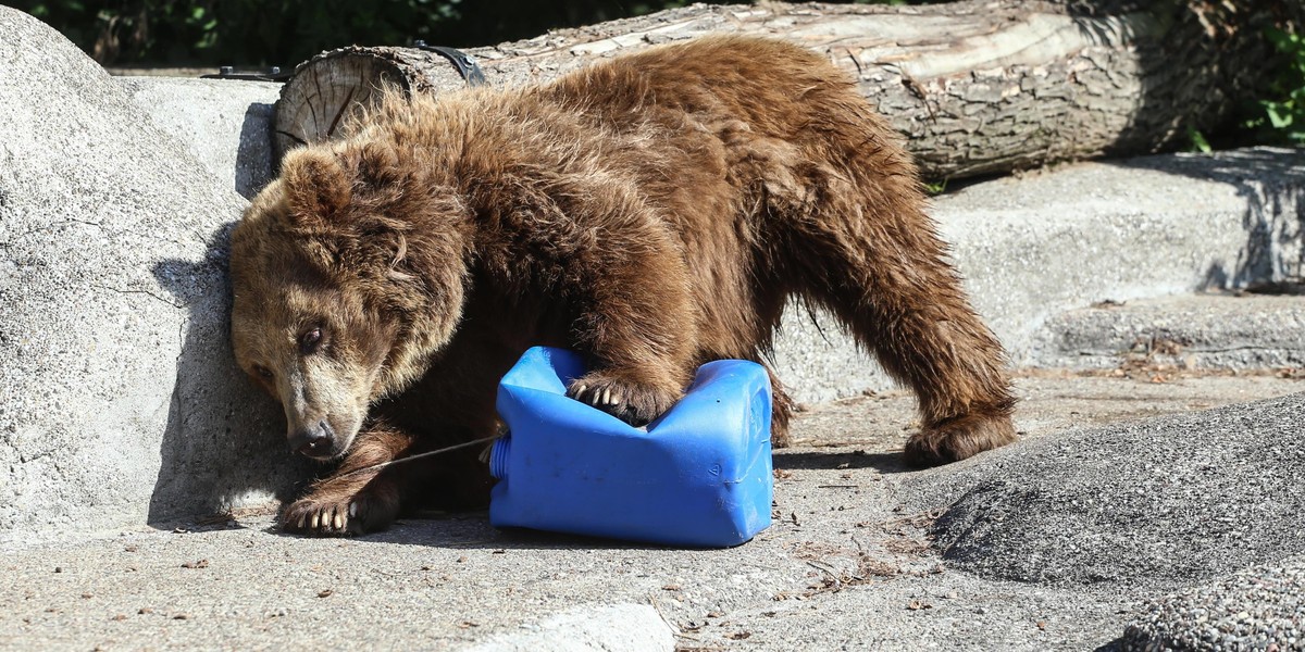 Przynieś zabawki dla zwierzaków z warszawskiego ZOO