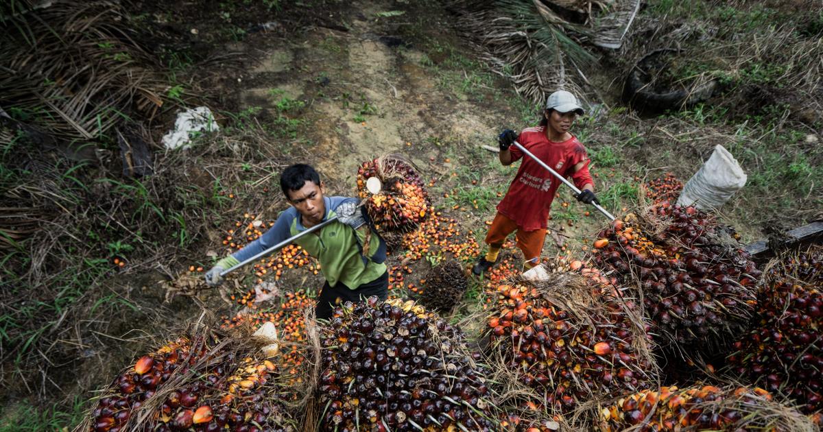 Harga minyak sawit berbalik arah karena pemimpin minyak goreng global Indonesia dilaporkan masih mengizinkan beberapa ekspor setelah larangan mendadak