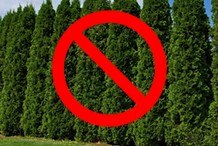 Trzeba będzie wyciąć tuje. Maksymalna dopuszczalna wysokość żywopłotu może zaskoczyć