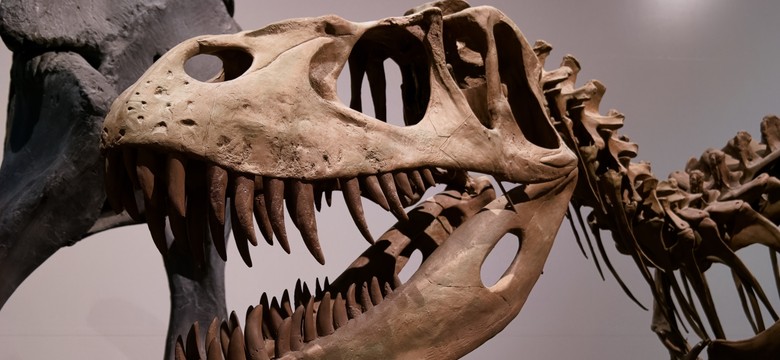 Zaskakujący QUIZ o dinozaurach. Czy wiesz więcej niż przedszkolak?