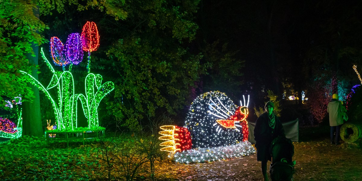 W parku dendrologicznym w Poznaniu zrobiono piękne iluminacje.