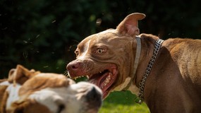 Pogryzienia przez psy: 100 dziennie, 350 tys. rocznie. Prawo wymaga zmian